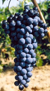 Uva cencibel o tempranillo