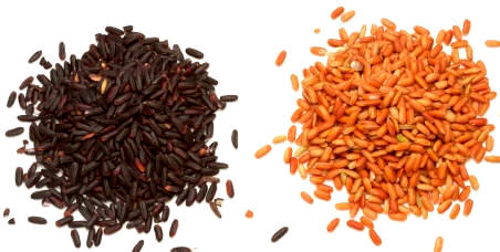 Dos tipos de arroz silvestre o salvaje