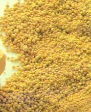 Levadura de panadero activa