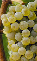 Chardonnay