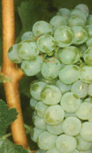 Chenin Blanc