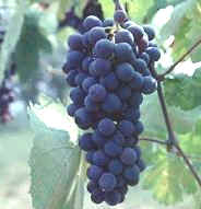 Variedad de uva con la que se elabora el chianti, un vino tinto italiano de color rubí vivo o granate