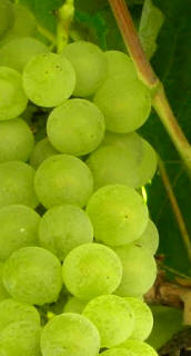 Uva loureira (loureiro)