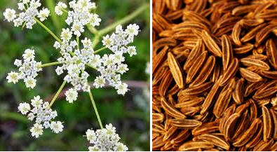 Alcaravea (Carum carvi)