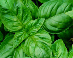 Albahaca o basílico (Ocimum basilicum)