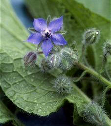 Borraja (Borago officinalis)