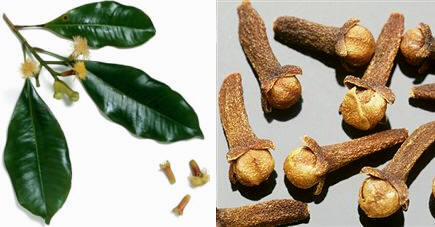 Clavo (Syzygium aromaticum)
