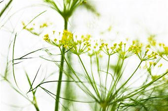 Eneldo (Anethum graveolens)