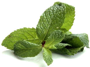 Hierbabuena (Menta sativa)