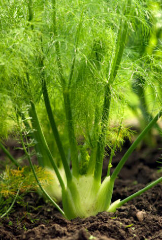 Hinojo (Foeniculum officinalis)
