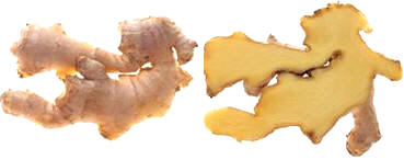 Jengibre (Zingiber officinale)