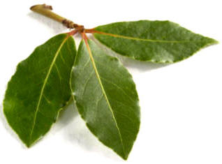 Laurel (Laurus nobilis)