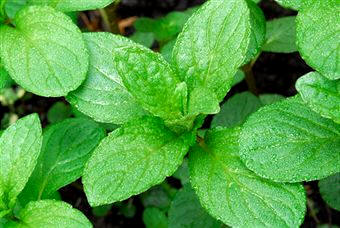 Menta (Menta piperita)