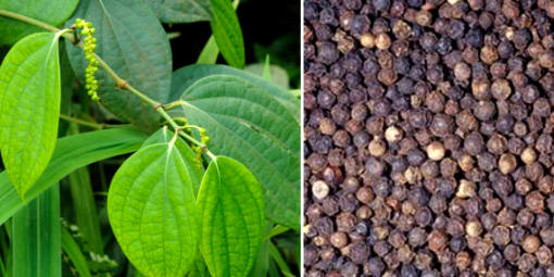 La pimienta negra, originaria de la India, ha sido considerada durante mucho tiempo la especia más importante del mundo. Se utiliza en la cocina desde hace más de 3.000 años.