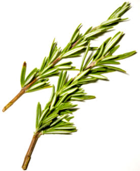 Romero (Rosmarinus officinalis)