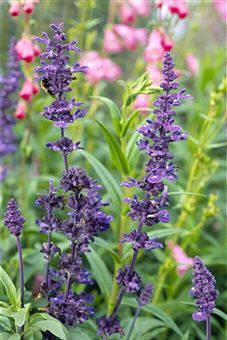 Salvia (Salvia officinalis)