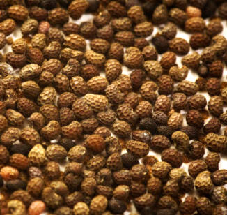 Semillas de amapola (Papaver somniferum)