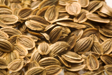 Semillas de hinojo (Anethum graveolens)