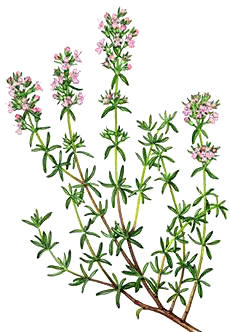 Tomillo (Thymus vulgaris)