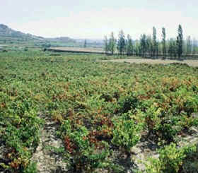 Viñedos de la Rioja