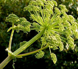 Los tallos de la Angélica se pueden escarchar y utilizar para elaborar licores y repostería en general. Tienen un sabor anisado