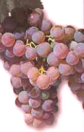 Uva garnacha