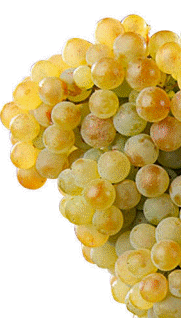 Garnacha blanca