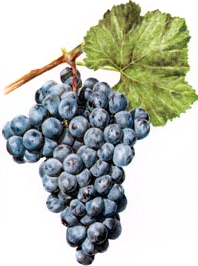 Uva Garnacha tintorera o Alicante