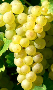 Uva Gewürztraminer