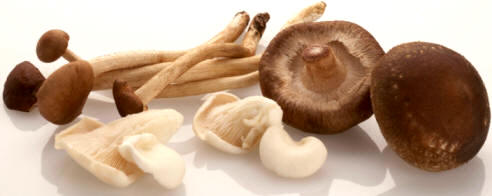 Algunas variedades de setas