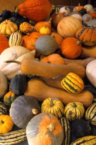 Variedades de calabaza
