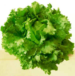 Lechuga iceberg