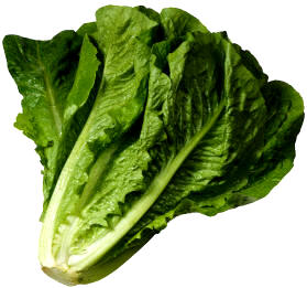 Lechuga romana