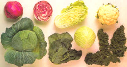 Algunas variedades de coles
