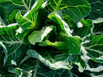 Las berzas son coles de hojas largas y sin cogollo