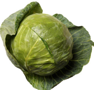 Repollo redondo