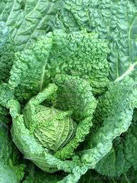 Repollo Saboya