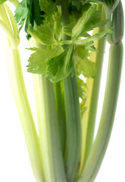 Tallo tierno de apio