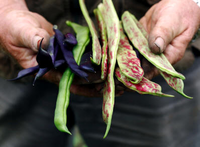 Hay algunas vainas de legumbre que pueden ser consumidas cuando están tiernas