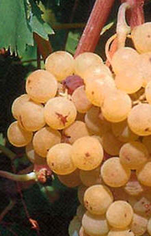 Uva malvasía