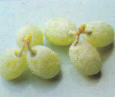 Decoración de frutas y flores