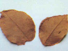 Decoración de frutas y flores