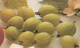 Cómo hacer conservas azucaradas