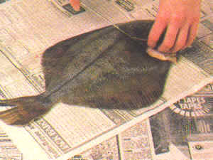 Limpieza de pescados