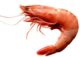 Langostino