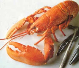 Bogavante cocido