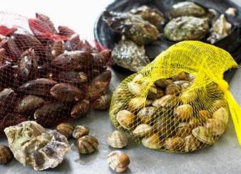 Mariscos bivalvos