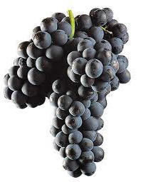 Uva mencía
