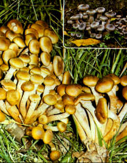 Armillaria mellea