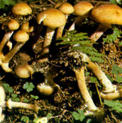 Armillaria mellea